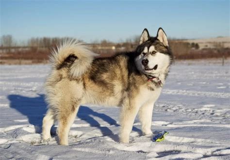  Origin: Mixed breed – Not recognized by major kennel clubs. Likely originating in the United States in the mid-20th century by crossing an Alaskan Malamute and a German Shepherd Dog. Size: Large ... . 