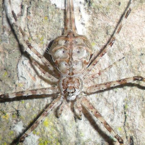 Hersilia, also known as long-spinnereted bark spiders and two-tailed spiders, is a genus of tree trunk spiders that was first described by Jean Victoire Audouin in 1826. Their nicknames are a reference to their greatly enlarged spinnerets.. Males can grow up to 8 millimetres (0.31 in) long, and females can grow up to 10 millimetres (0.39 in).. 