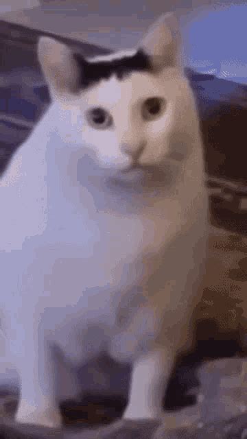 The perfect Huh Cat Huh M4rtin Huh animated GIF for you