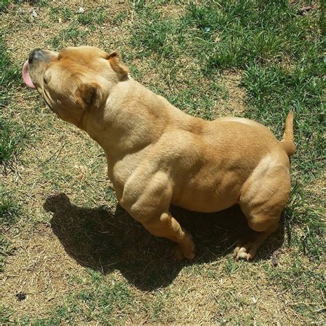 Hulk the Pitbull measures at 28 inches tall and weighs around 175 pounds. He is known for his muscular build and impressive size within the pitbull breed. More. 