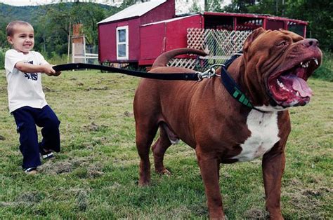 Photorealistic image of an extraordinarily large pitbull standing majestically in an open field. Image generated by Jan Otte using OpenAI DALL-E. Hulk grew into his name – quite literally. Hulk the pitbull weighs nearly 180 lb! Hulk was born from Dark Dynasty K9s, a family-owned business located in the picturesque White Mountains of New ....