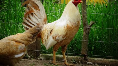 Jose Romvill. Hatching Eggs. Cock. Pure Pumpkin Hulsey Game Fowl. /. Lee Hammonds. Dec 13, 2015 - This Pin was discovered by Toadies. Discover (and save!) your own Pins on Pinterest.. 