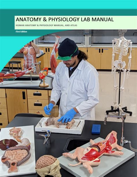 Human Anatomy And Physiology Laboratory Manual Organ Systems Model Labeled