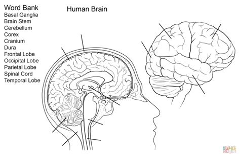 Human Anatomy Brain Worksheets 99Worksheets