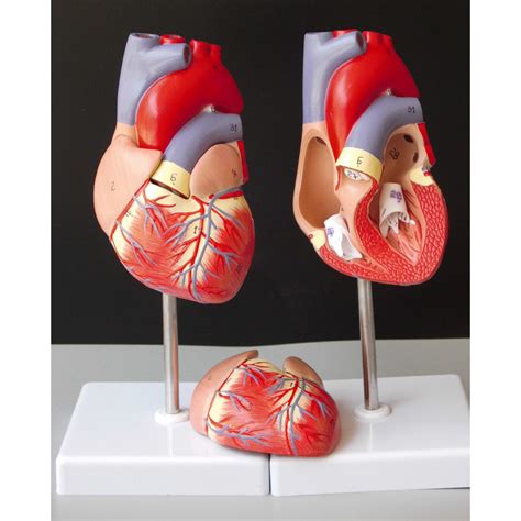 Human Anatomy Lab Heart Models