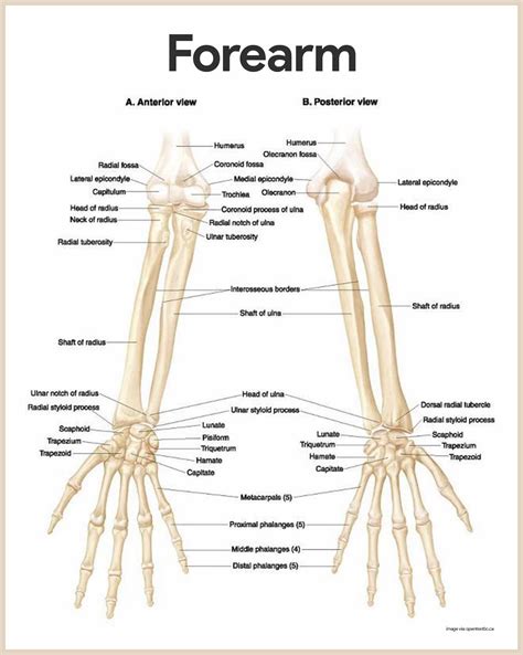 Human Arm Bone Anatomy Pin by LEARNBONES on Study Guide Medical