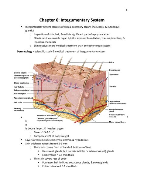 Human Body Adventure Integumentary System Skin Answers