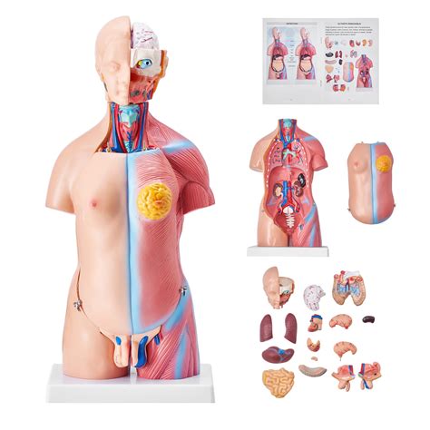 Human Body Model Book