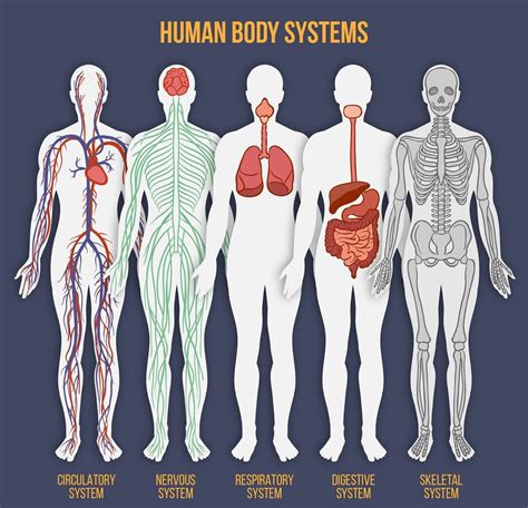 Human Body Systems & Major Organs - SlideShare