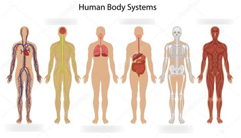 Human Body Systems Diagram Quizlet