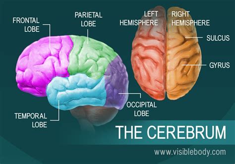 Human Brain Anatomy and Function Cerebrum Brainstem