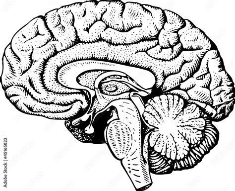 Human Brain Diagram Blank