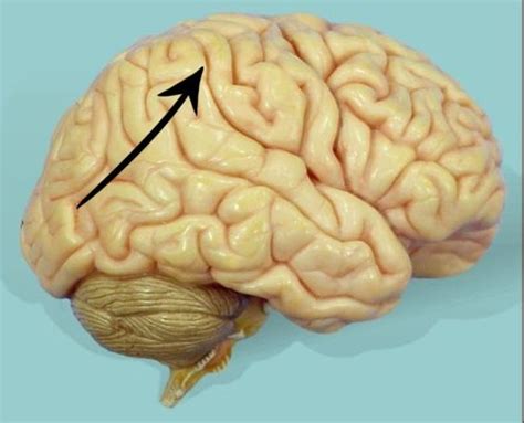 Human Brain Final Flashcards Quizlet