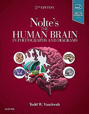 Human Brain In Photographs And Diagrams