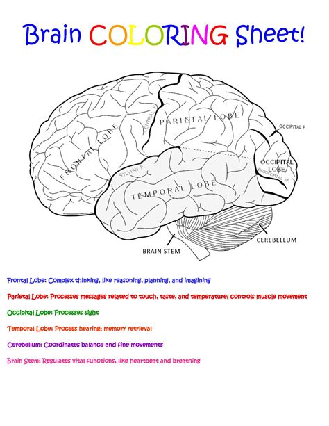 Human Brain Worksheet Coloring Pages