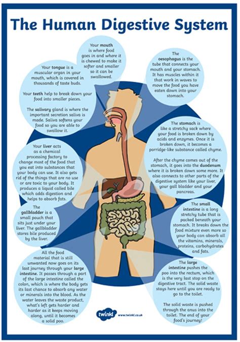 Human Digestive System Diagram Digestive System Facts Cool Kid