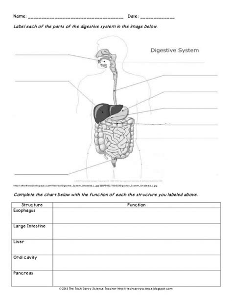 Human Digestive System Diagram Worksheets 99Worksheets