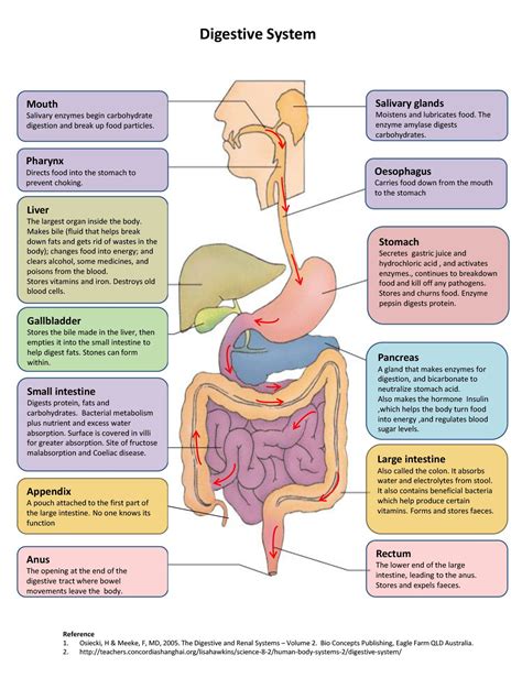 Human Digestive System Tract Human digestive system, Digestive system