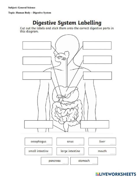 Human Digestive System Worksheet