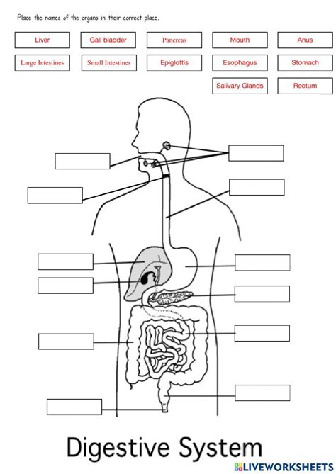 Human Digestive System Worksheets