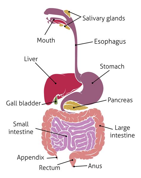 Human Digestive Tract System Human digestive system, Digestive system