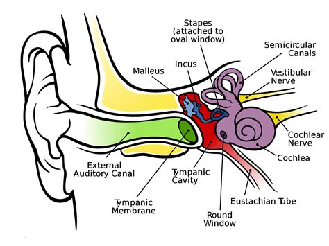 Human Ear Canal