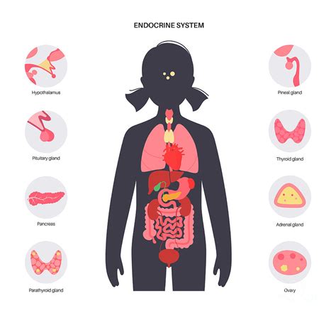 Human Endocrine System Photograph by Pikovit / Science Photo Library