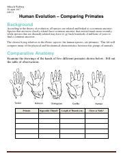 Human Evolution Comparing Primates Answer Keys