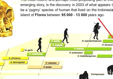 Human Evolution Lesson for Kids: Timeline & Stages