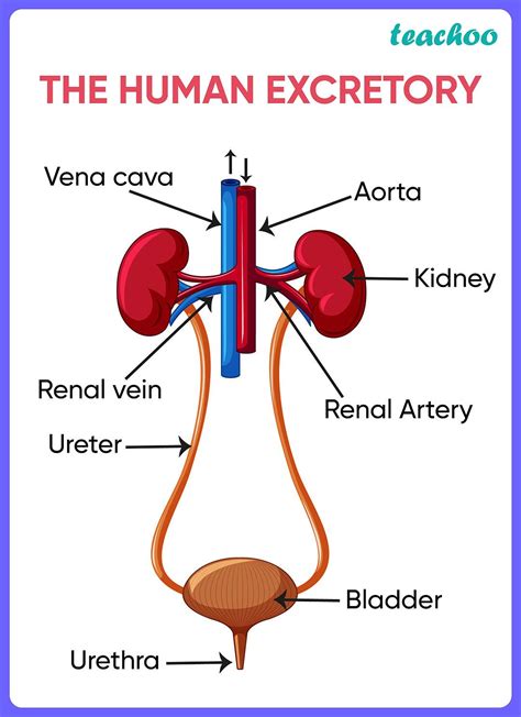 Human Excretory System Diagram, Process (and More) Teachoo