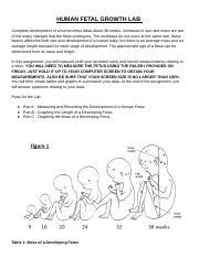 Human Fetal Growth Lab Answer Key Pdf