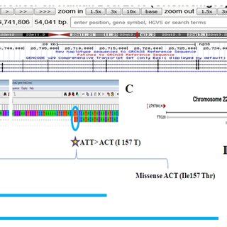 Human Gene CHEK2 (uc003adv.1) - genome.ucsc.edu