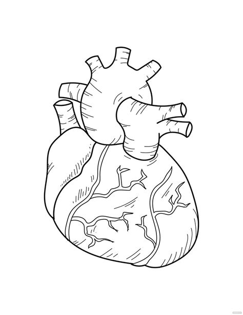 Human Heart Coloring Page Free Printable Coloring Pages Images