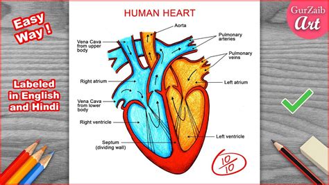Human Heart Diagram how to draw in most easy way For class 11th