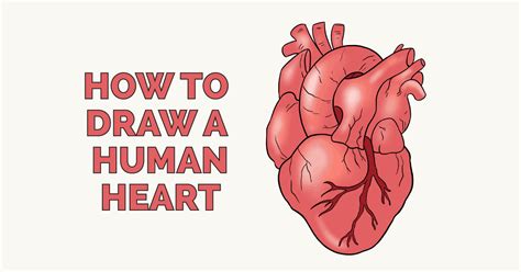 Human Heart Drawing Easy
