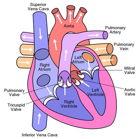 Human Heart Drawing Labeled