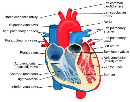 Human Hearts (album) - Wikipedia