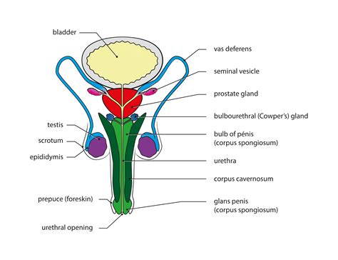 Human Male Reproductive System Diagram Reproductive System Male