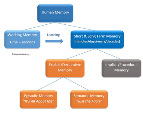 Human Memory Model Stages
