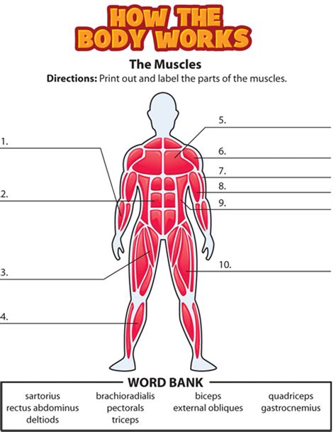 Human Muscles Worksheet