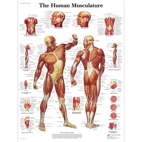 Human Musculature Chart