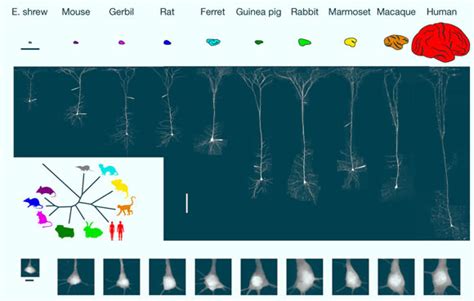 Human Neurons are Strikingly Different from Those of Other …