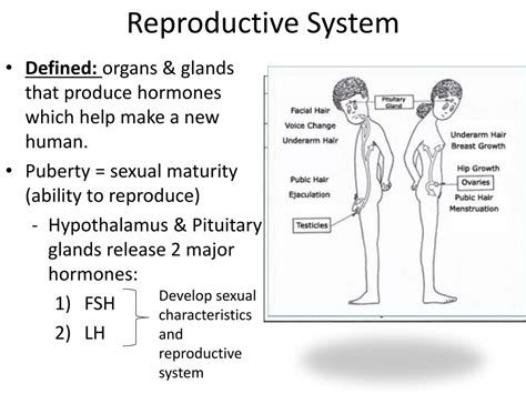 Human Reproductive System Presentation