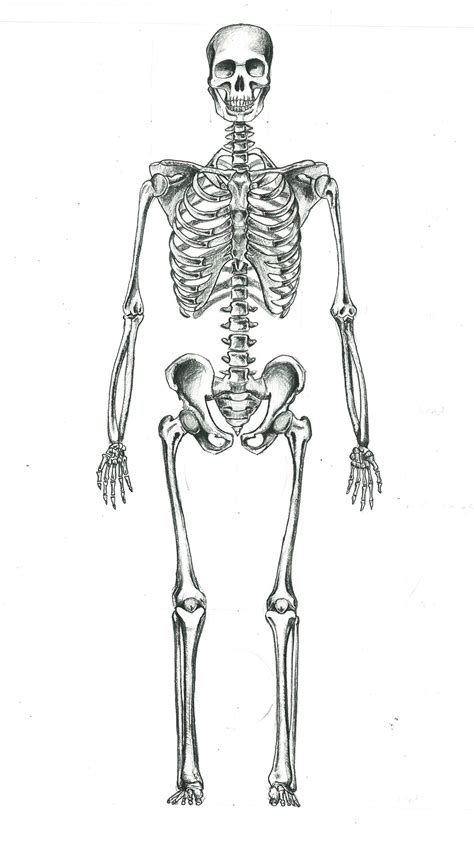 Human Skeletal System Drawing