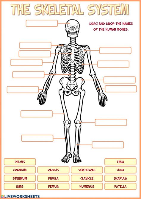 Human Skeletal System Worksheet