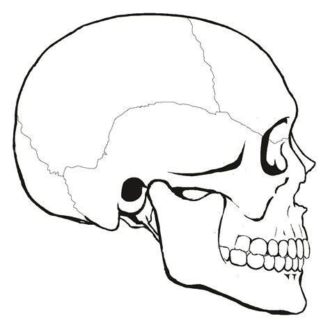 Human Skull Drawing Easy