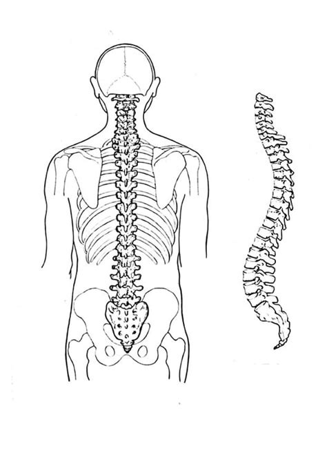 Human Spine Coloring Pages