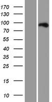 Human TMEM247 Protein Over-Expression Lysate Myc-DDK (Flag) …