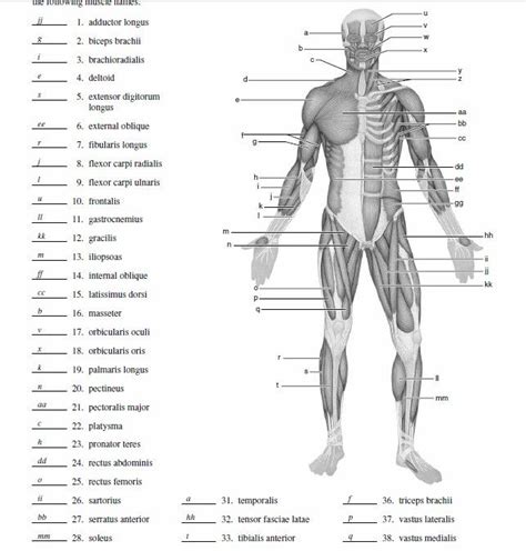 Human anatomy lab manual answers muscle. - Criminal justice training reference manual dispatcher.