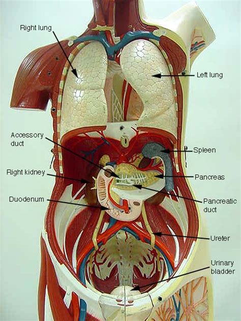Human anatomy lab manual human torso model. - Revolución dominicana de abril vista por cuba.